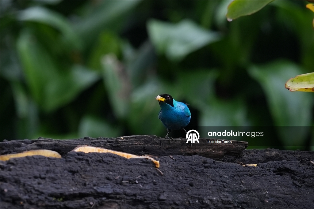 Kolombiya'nın Cali kenti kuş fotoğrafçılığı için öne çıkmaya devam ediyor