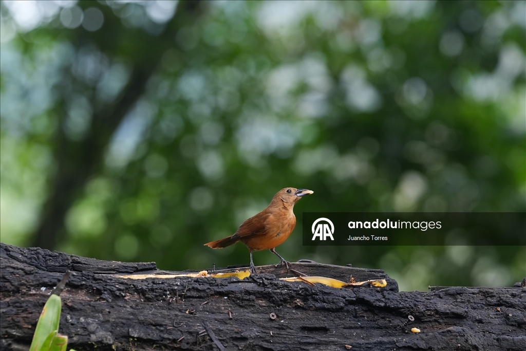 Колумбийский город Кали продолжает привлекать внимание любителей съемки птиц