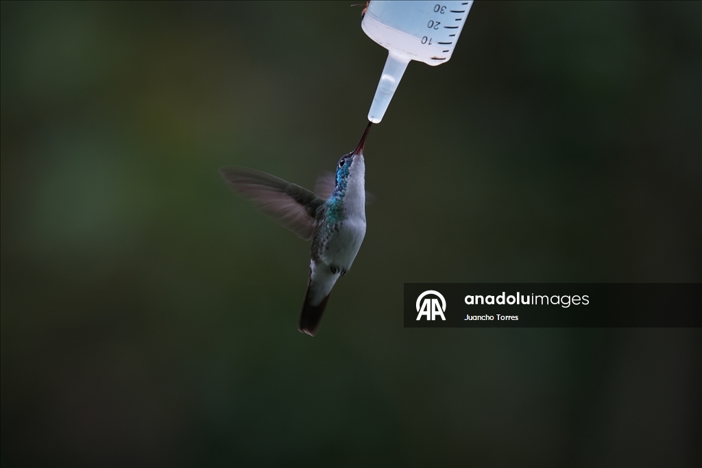 Kolombiya'nın Cali kenti kuş fotoğrafçılığı için öne çıkmaya devam ediyor