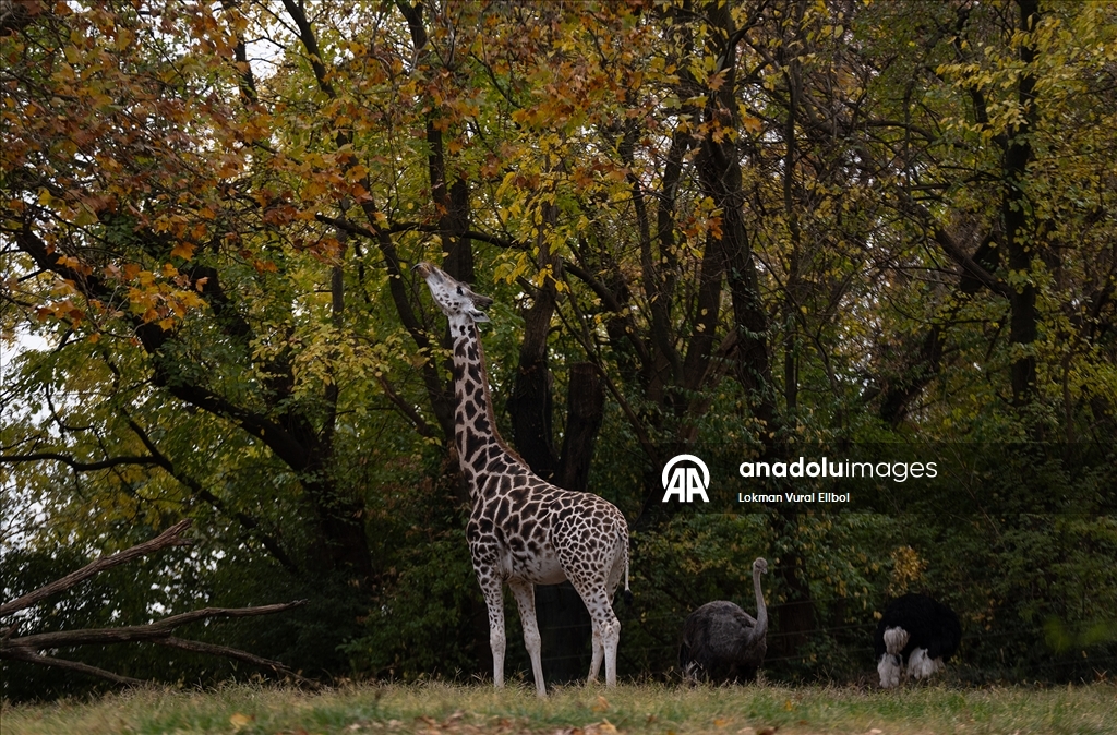 Осень в зоопарке Бронкса в Нью-Йорке