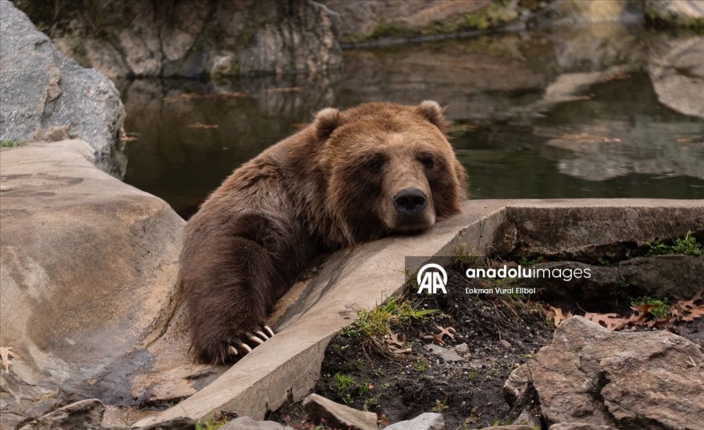 Осень в зоопарке Бронкса в Нью-Йорке