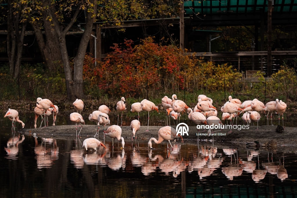 Осень в зоопарке Бронкса в Нью-Йорке