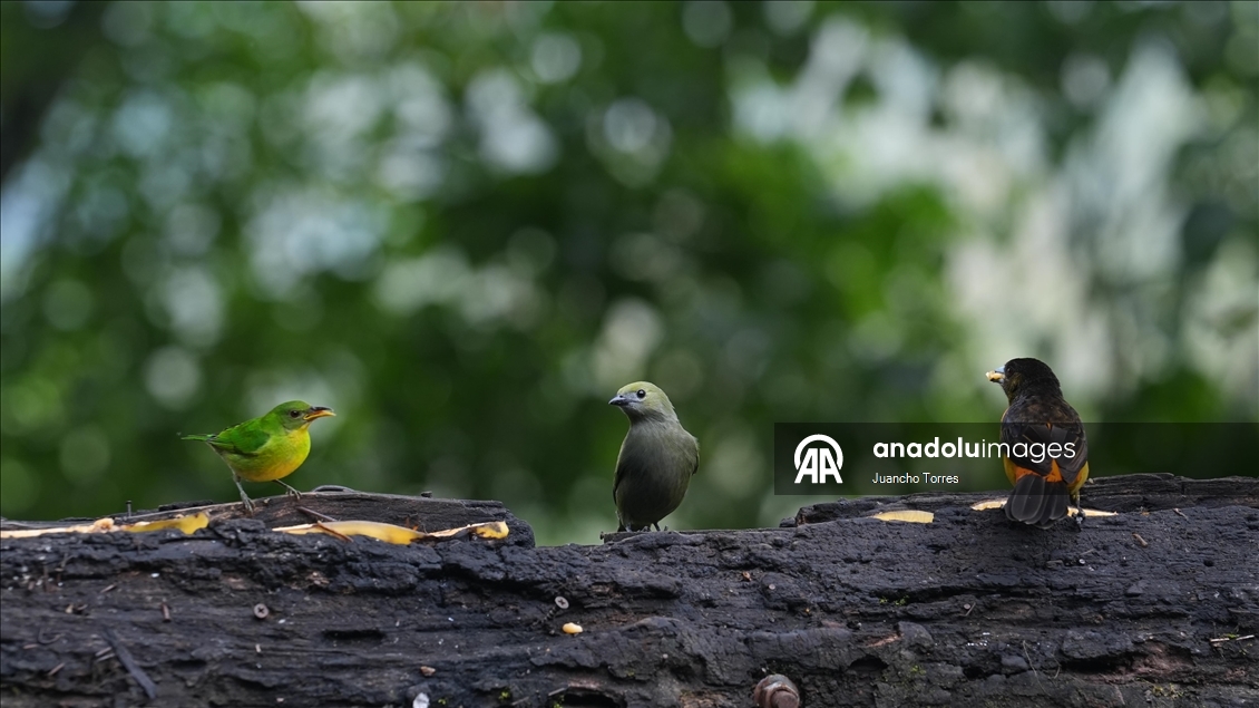 Kolombiya'nın Cali kenti kuş fotoğrafçılığı için öne çıkmaya devam ediyor