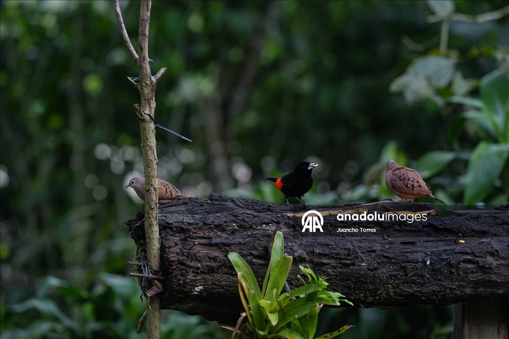 Kolombiya'nın Cali kenti kuş fotoğrafçılığı için öne çıkmaya devam ediyor