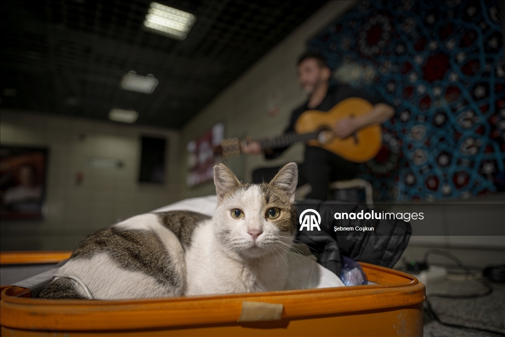 "Sirkecili” the cat steals hearts at Istanbul’s Sirkeci Marmaray Station