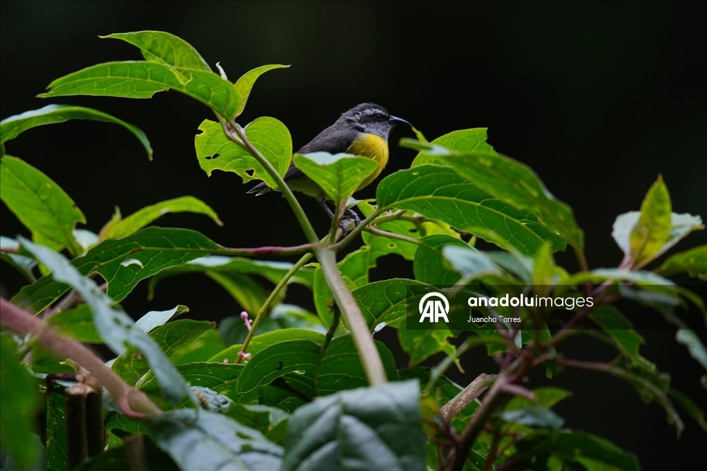 Колумбийский город Кали продолжает привлекать внимание любителей съемки птиц