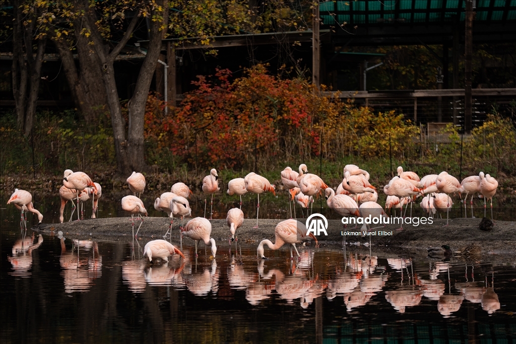 New York'un Bronx Hayvanat Bahçesi’nde sonbahar