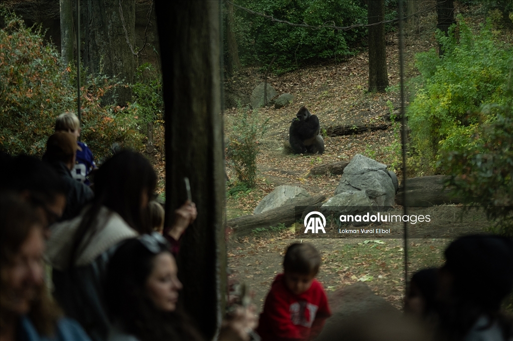 Осень в зоопарке Бронкса в Нью-Йорке