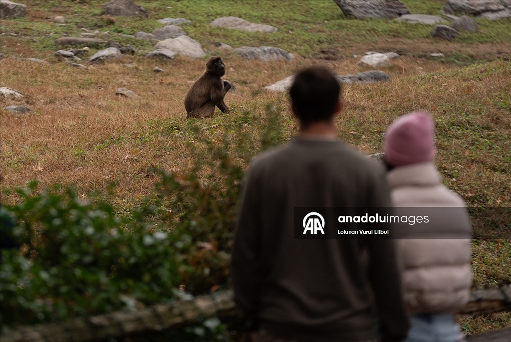 Осень в зоопарке Бронкса в Нью-Йорке