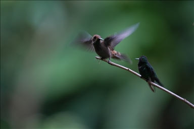Колумбийский город Кали продолжает привлекать внимание любителей съемки птиц