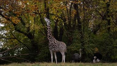 New York'un Bronx Hayvanat Bahçesi’nde sonbahar