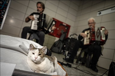 "Sirkecili” the cat steals hearts at Istanbul’s Sirkeci Marmaray Station