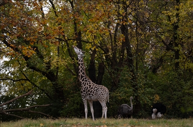 Осень в зоопарке Бронкса в Нью-Йорке