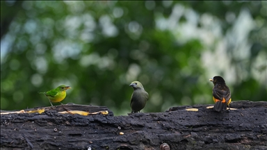 Kolombiya'nın Cali kenti kuş fotoğrafçılığı için öne çıkmaya devam ediyor