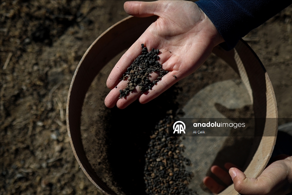 Van'daki kazılarda 5 bin yıllık olduğu değerlendirilen karbonlaşmış arpa taneleri bulundu