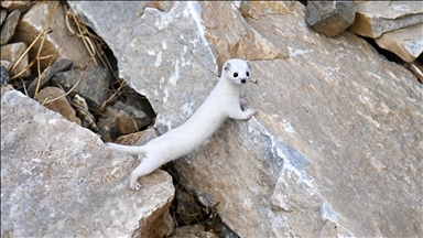Van'da nesli koruma altındaki beyaz gelincik görüntülendi
