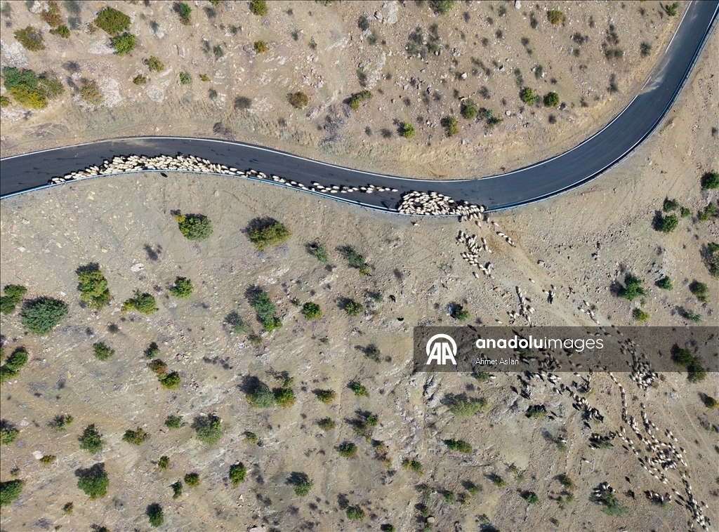 Nomads who spent the summer in the highlands on their return journey