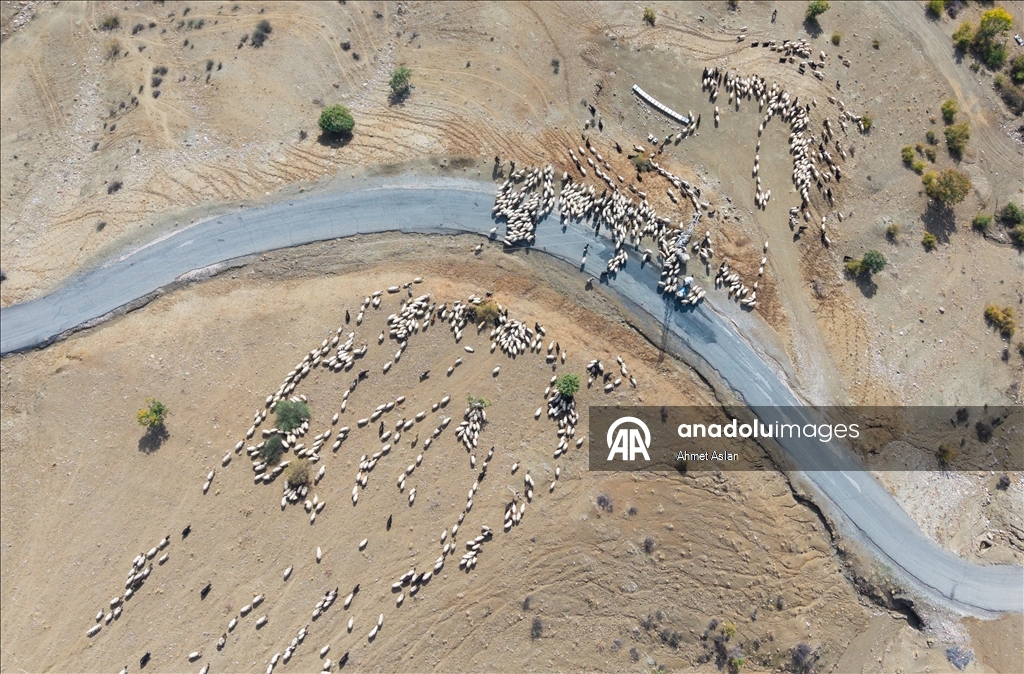 Nomads who spent the summer in the highlands on their return journey