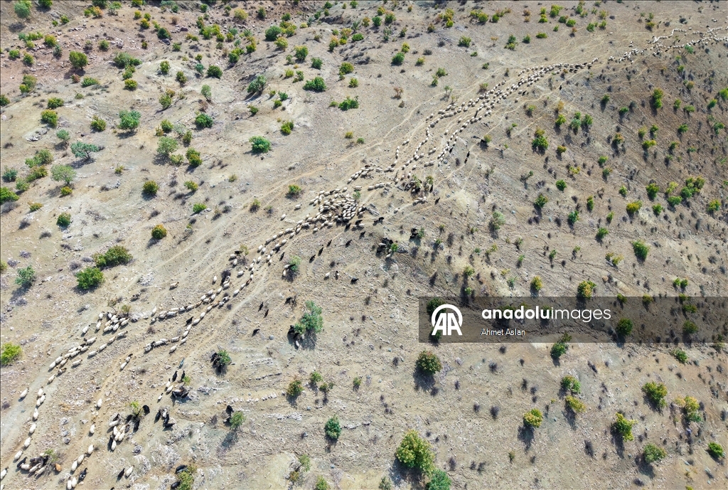 Nomads who spent the summer in the highlands on their return journey