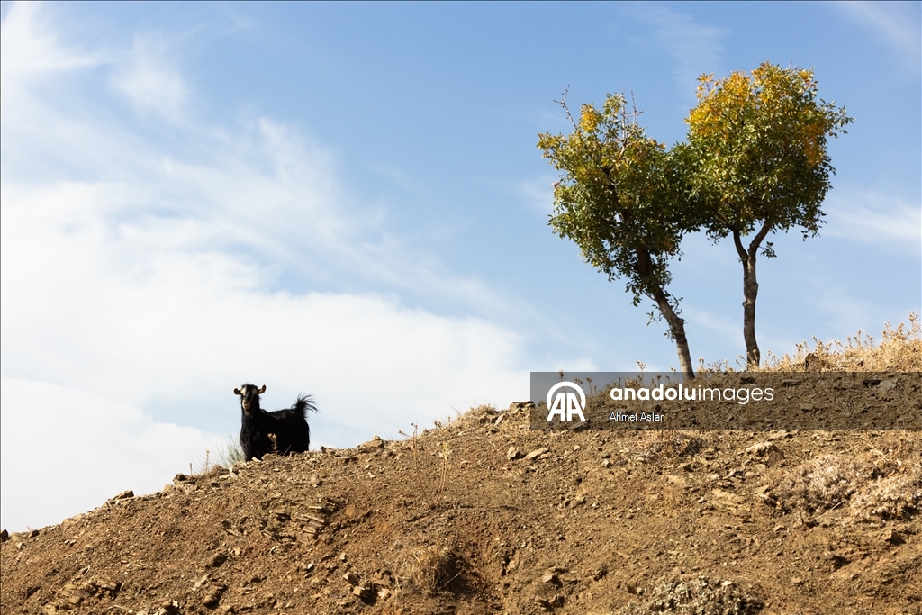 Nomads who spent the summer in the highlands on their return journey
