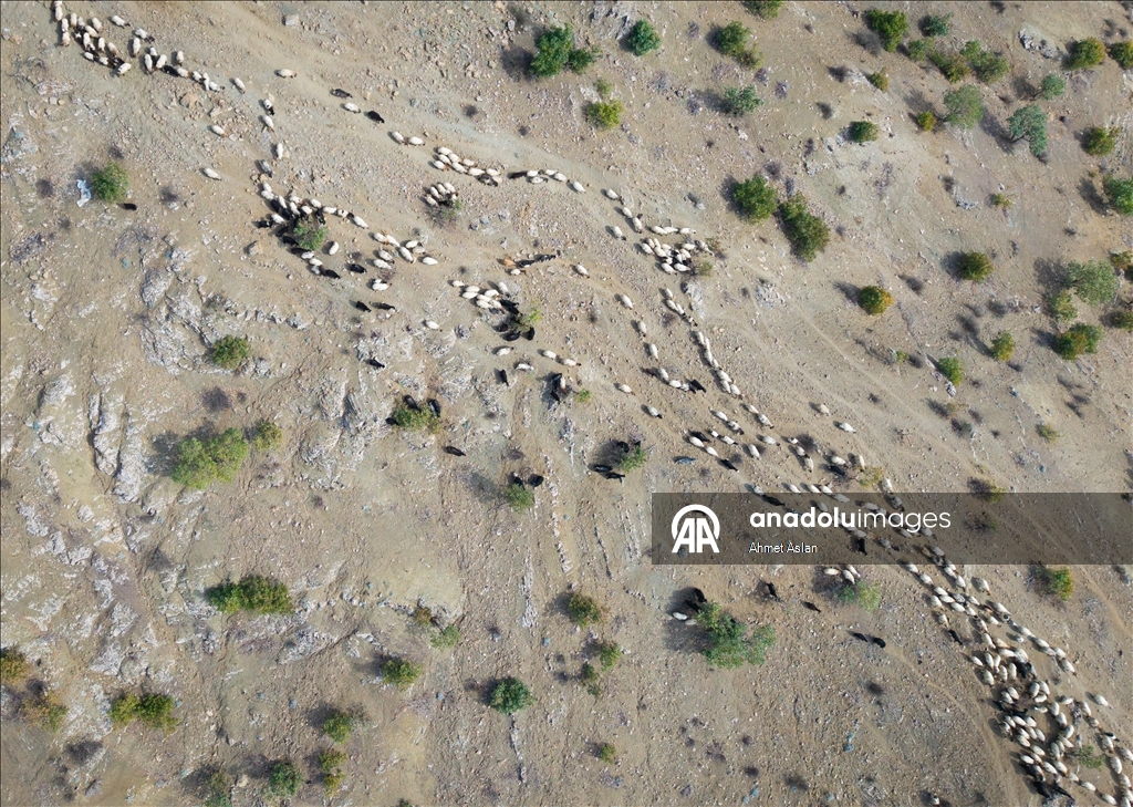 Nomads who spent the summer in the highlands on their return journey