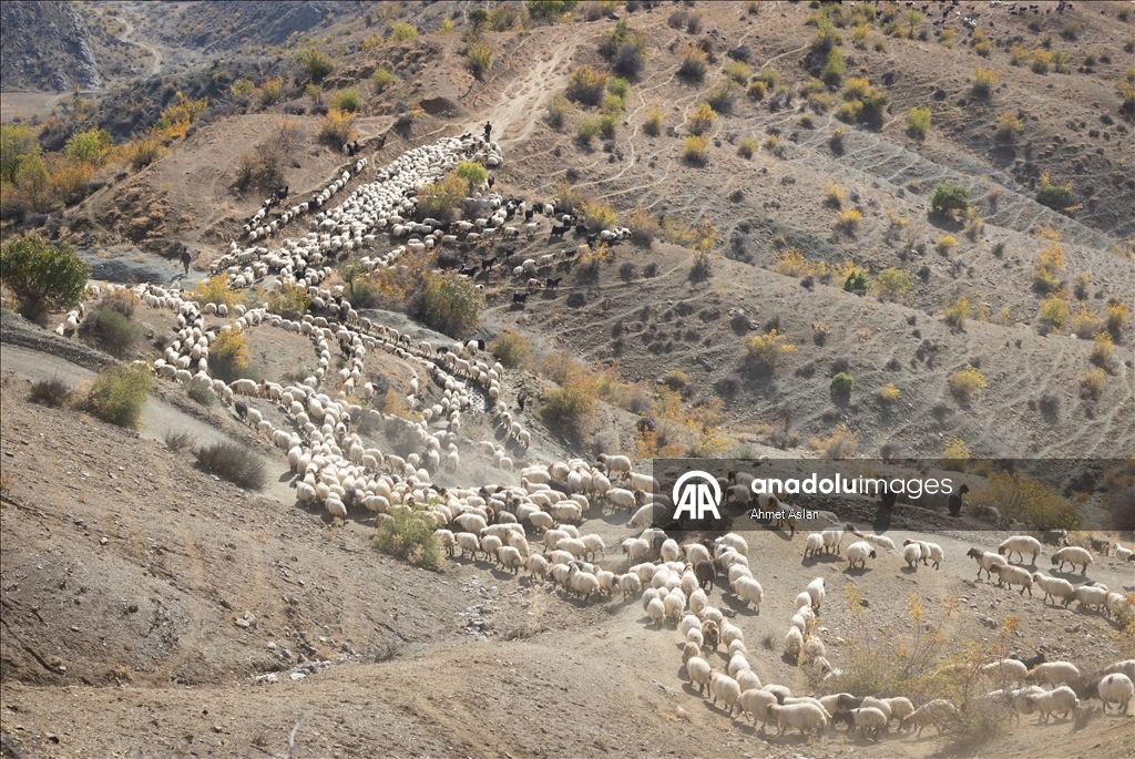 Nomads who spent the summer in the highlands on their return journey