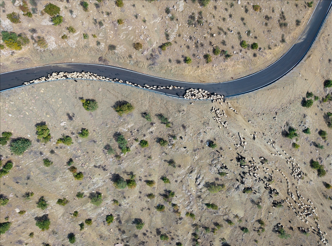 Nomads who spent the summer in the highlands on their return journey