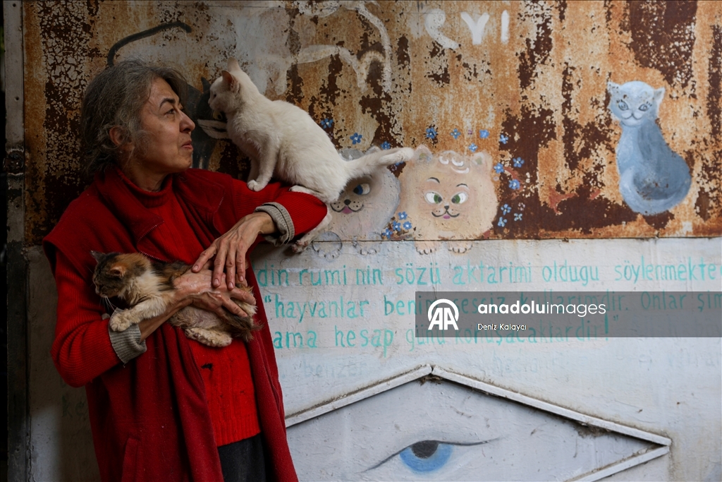 Woman in Baku cares for dozens of stray cats in her home garden