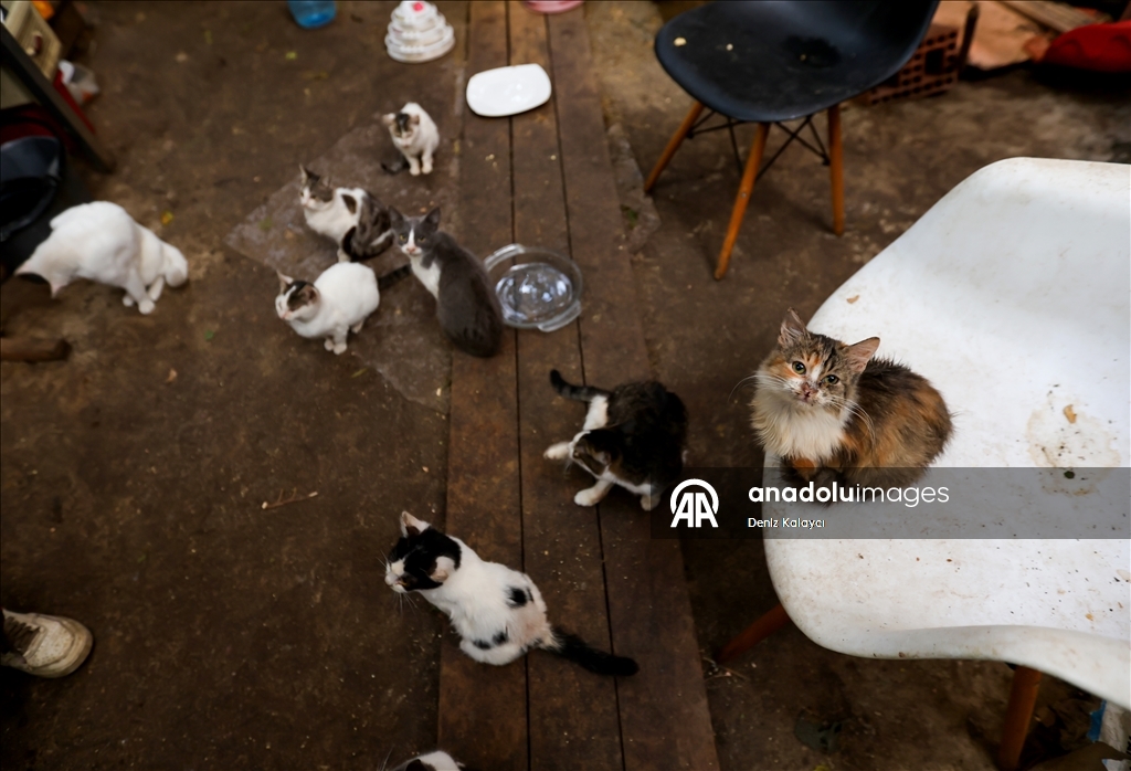 Woman in Baku cares for dozens of stray cats in her home garden
