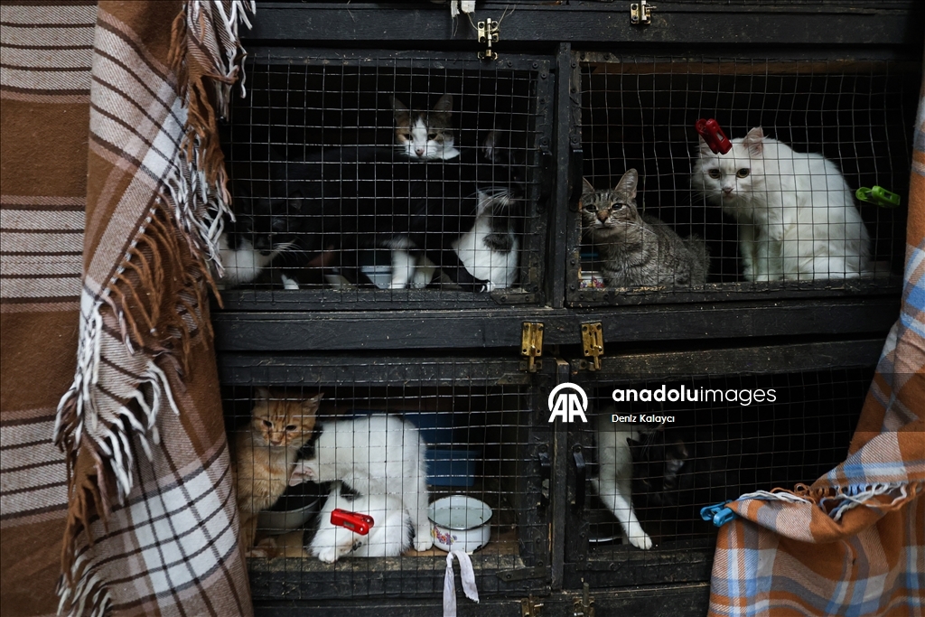 Woman in Baku cares for dozens of stray cats in her home garden