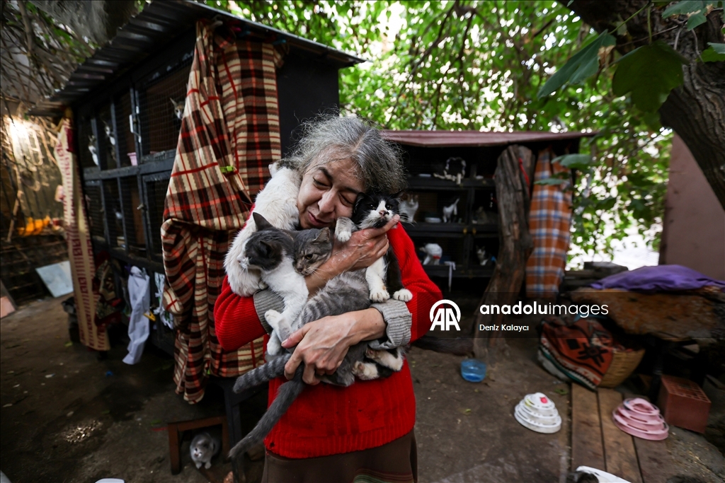 Woman in Baku cares for dozens of stray cats in her home garden