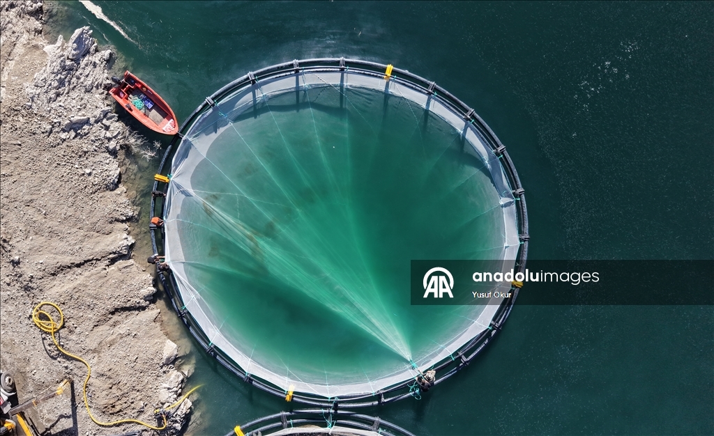 Турецкий лосось из Артвина экспортируется в 67 стран мира