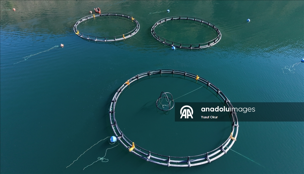 Турецкий лосось из Артвина экспортируется в 67 стран мира