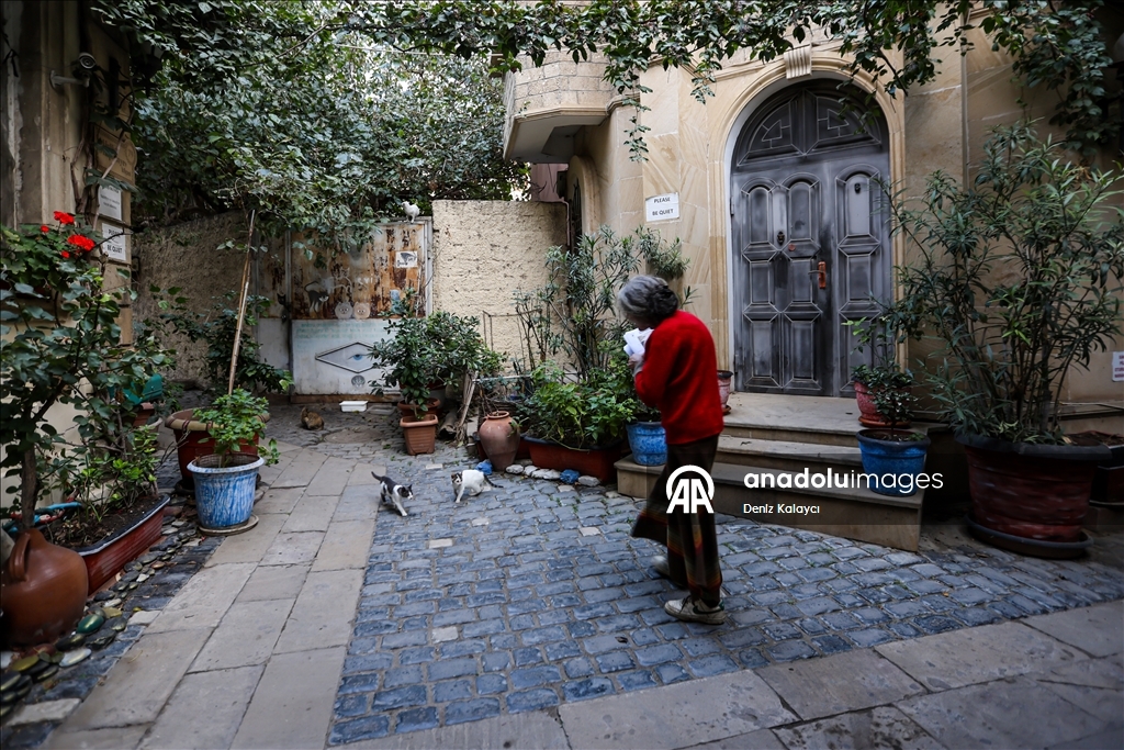 Woman in Baku cares for dozens of stray cats in her home garden