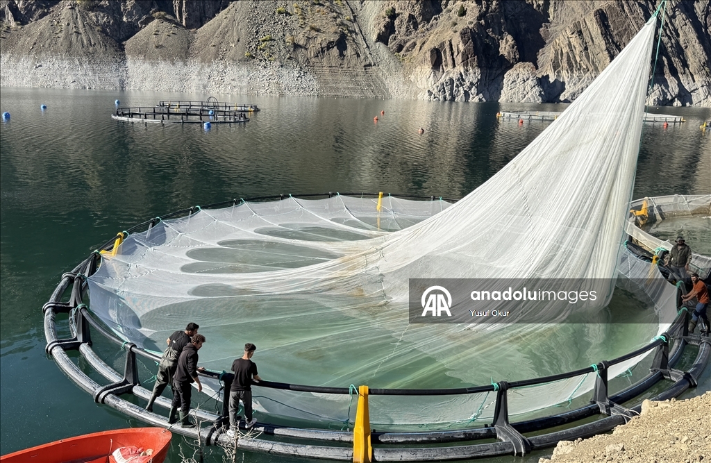 Турецкий лосось из Артвина экспортируется в 67 стран мира