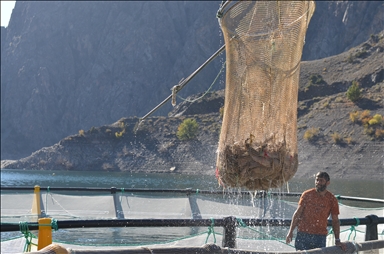 Турецкий лосось из Артвина экспортируется в 67 стран мира