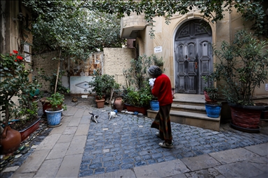Woman in Baku cares for dozens of stray cats in her home garden