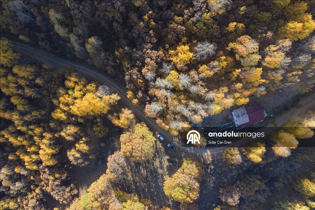 Tunceli'nin Salördek ormanları sonbaharda doğayla buluşmak isteyenleri ağırlıyor