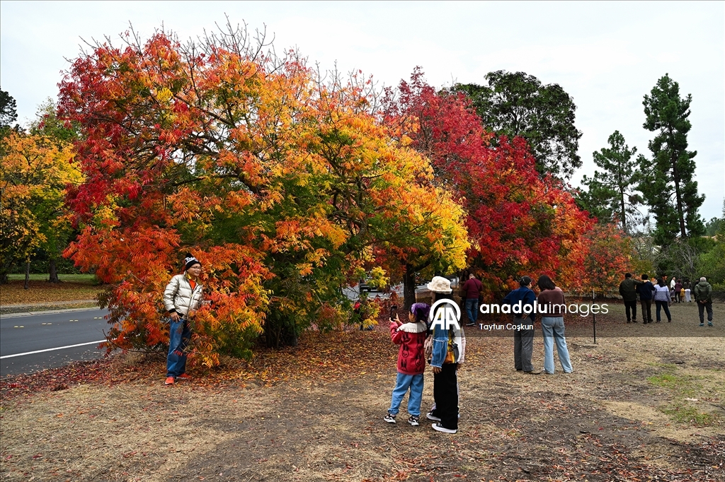 Осенние краски Калифорнии