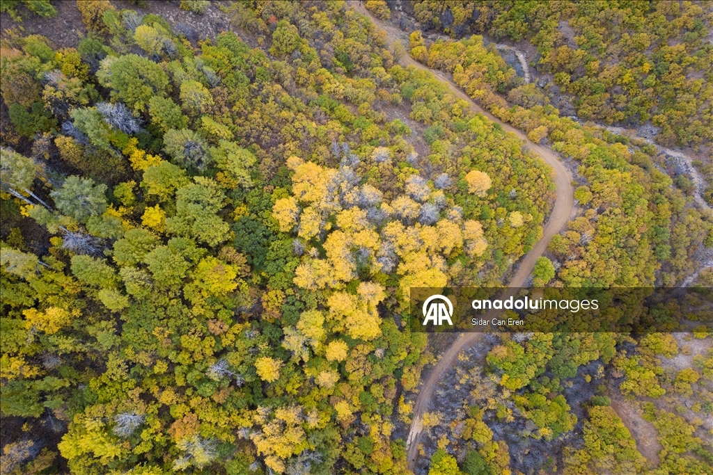Tunceli'nin Salördek ormanları sonbaharda doğayla buluşmak isteyenleri ağırlıyor