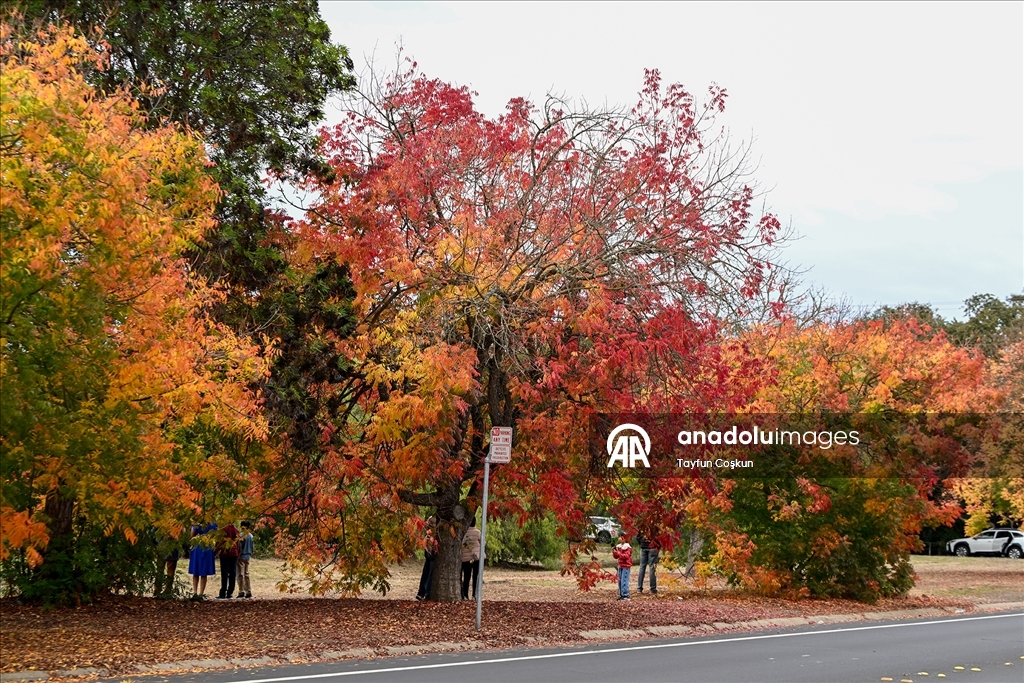 Осенние краски Калифорнии