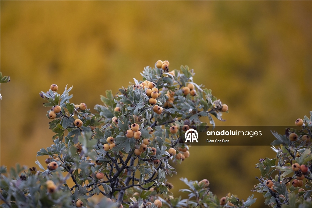 Tunceli'nin Salördek ormanları sonbaharda doğayla buluşmak isteyenleri ağırlıyor