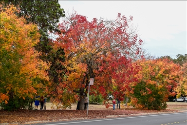 Осенние краски Калифорнии