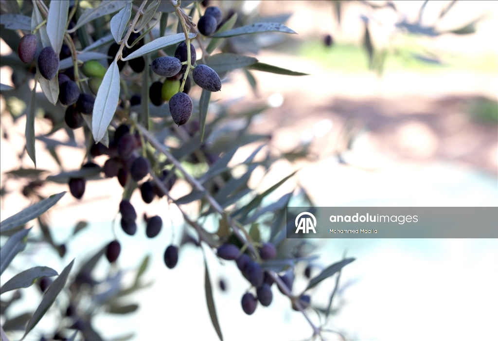 أرض الزيتون بتونس.. صفاقس تجني محصولها وتفاؤل بموسم وفير