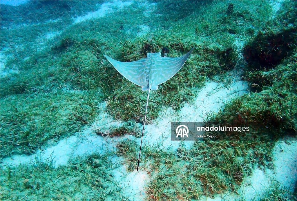 Отечественный подводный скутер