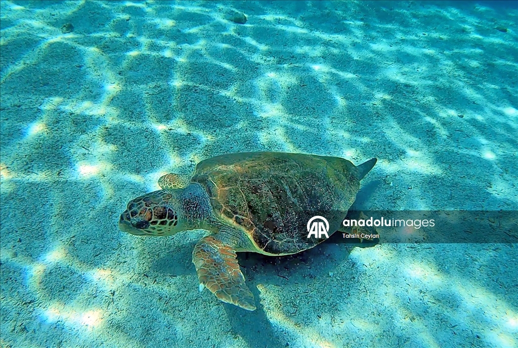 Отечественный подводный скутер