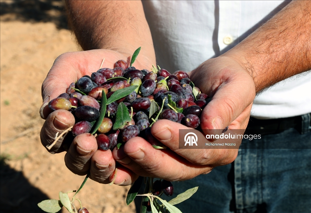 أرض الزيتون بتونس.. صفاقس تجني محصولها وتفاؤل بموسم وفير