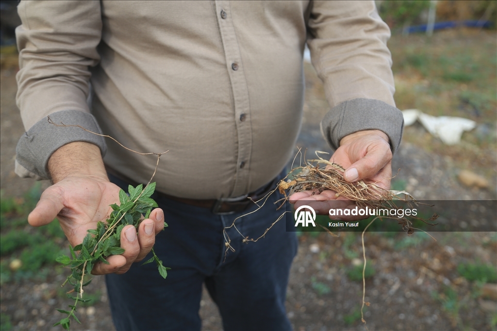 جفاف نهر العاصي يفاقم معاناة المزارعين بإدلب السورية