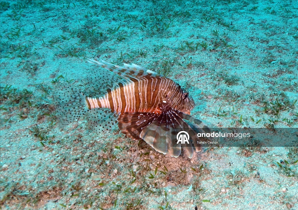 Отечественный подводный скутер