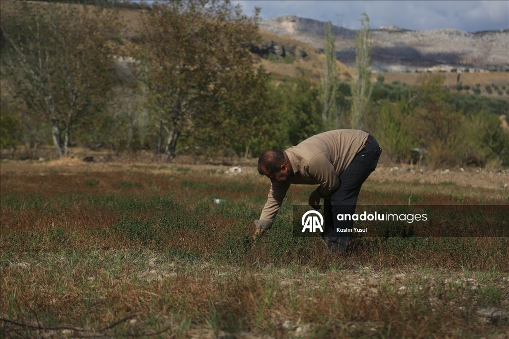 جفاف نهر العاصي يفاقم معاناة المزارعين بإدلب السورية